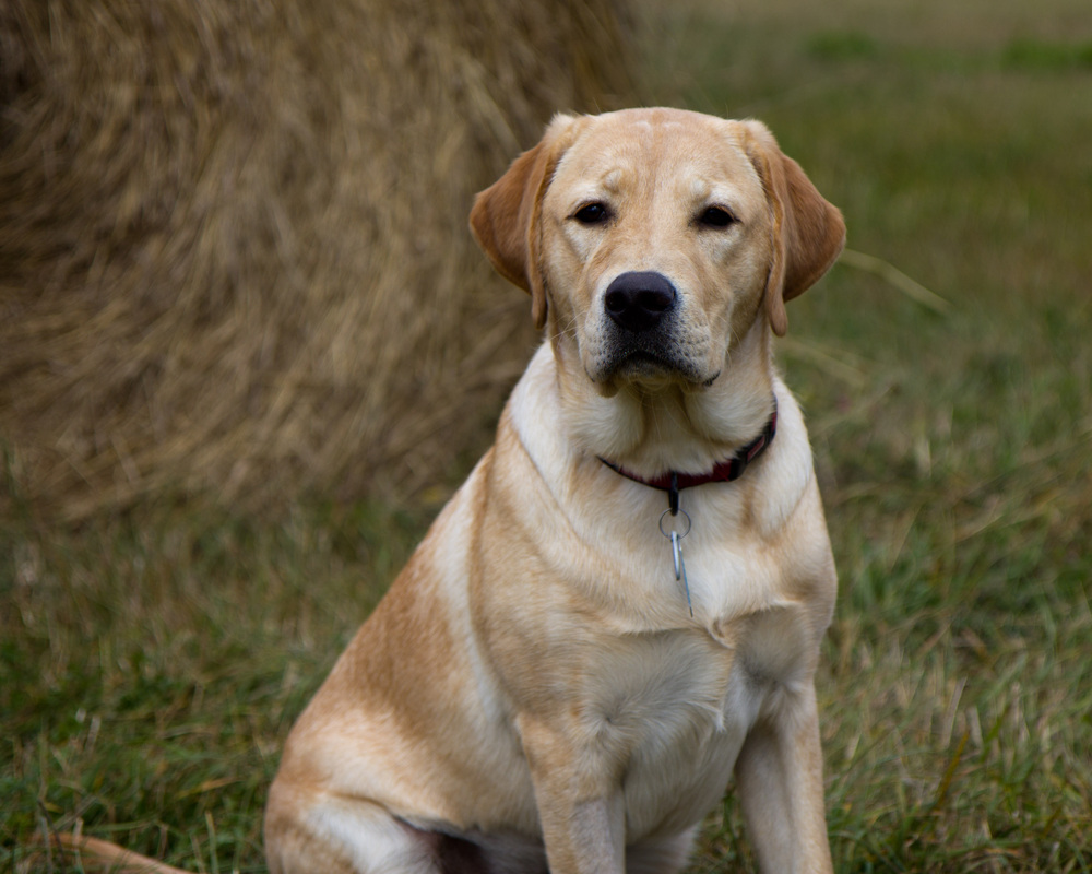 Puppies all grown up - Loveable Labs - Yellow Labrador Retrievers